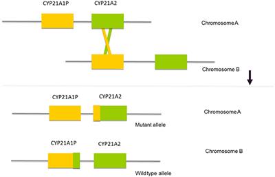 The Complexities in Genotyping of Congenital Adrenal Hyperplasia: 21-Hydroxylase Deficiency